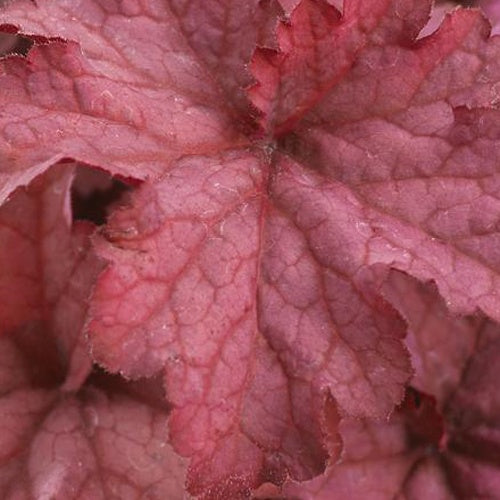 Heuchère Coralberry Indian Summer - Willemse