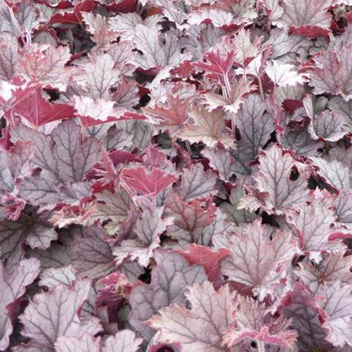 Heucherella Plum Cascade - Willemse