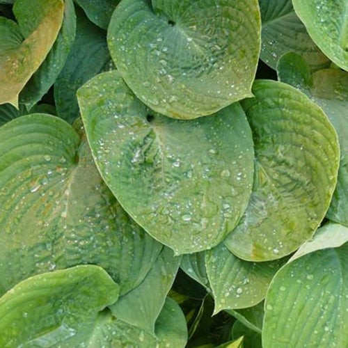 Hosta Jurassic Park - Willemse