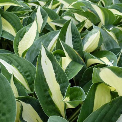 Hosta Risky Business - Willemse