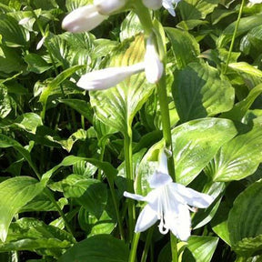 Hosta - Hosta Royal Standard - Hosta hybride royal standard