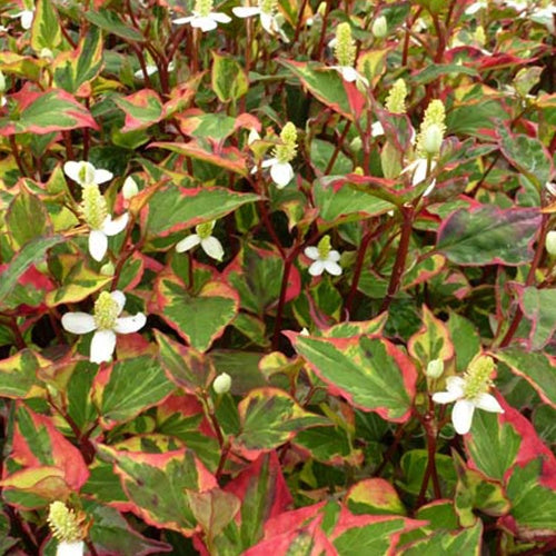 Houttuynia cordata Fantasy - Willemse