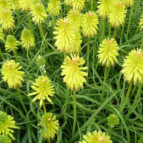 Tritoma Limelight - Willemse