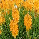 Tritoma Mango Popsicle - Willemse