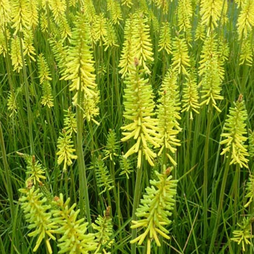 Tritoma Vanilla - Willemse