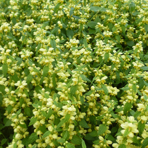 3 Lamiers dorés - Lamium galeobdolon - Plantes