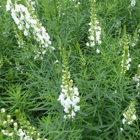 Linaire pourpre Springside White - Linaria purpurea springside white - Willemse