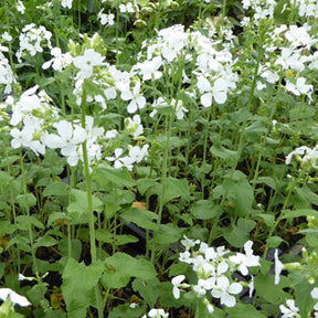 Lunaria annua albiflora - Monnaie du Pape à fleurs blanches - Fleurs vivaces