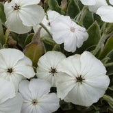 Coquelourde des jardins blanches - Willemse