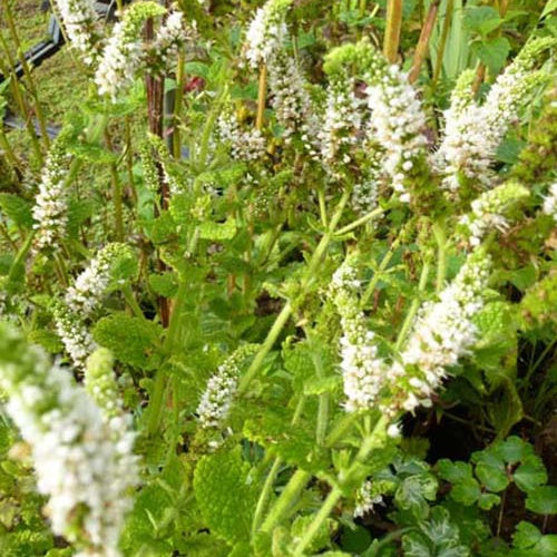 3 Menth hybride Jokka - Willemse