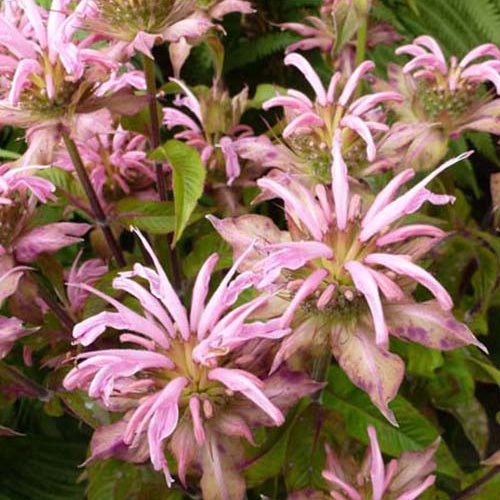 3 Monardes Croftway Pink - Willemse