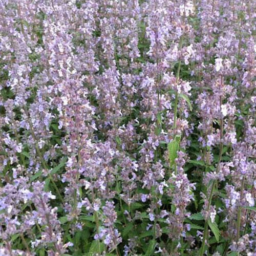 3 Nepetas Gletschereis - Willemse