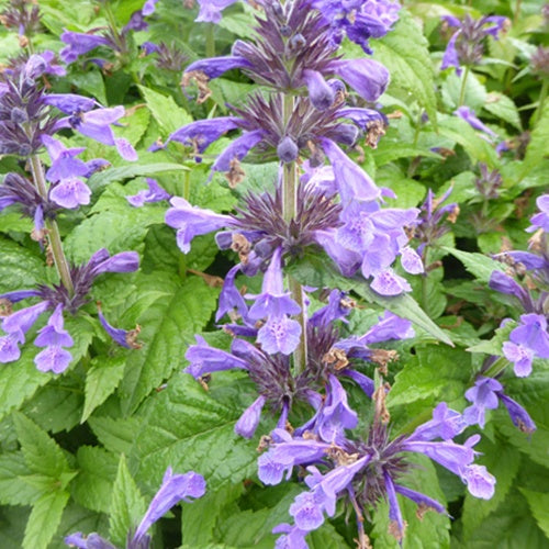 Chataire compacte Neptune - Willemse