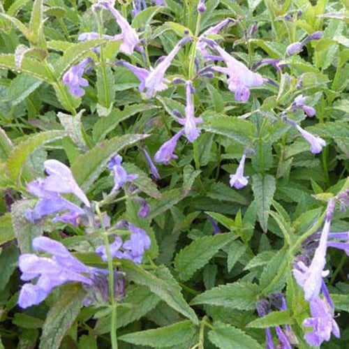 Nepeta Souvenir d'André Chaudron - Willemse