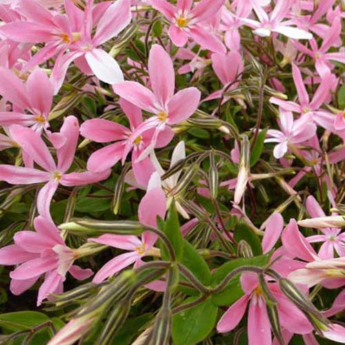 Phlox relevé Wagon Wheel - Willemse