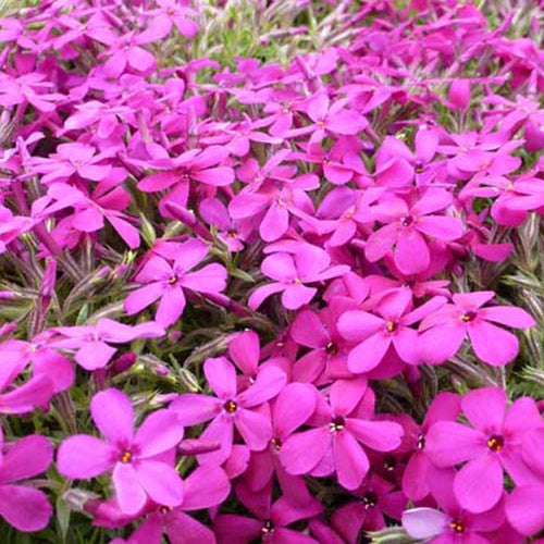 3 Phlox nain de Douglas Crackerjack - Willemse
