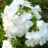 Phlox paniculé David - Willemse