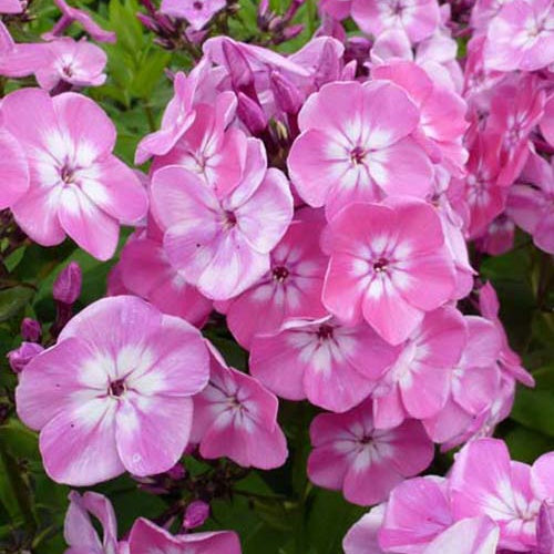 Phlox paniculé Purple Eye Flame - Willemse