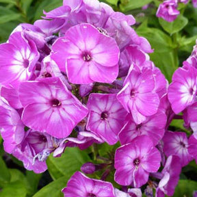Phlox paniculé Purple Eye Flame - Phlox barthirtythree purple eye flame - Willemse