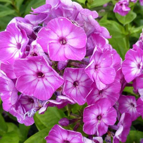 Phlox paniculé Purple Eye Flame - Phlox barthirtythree purple eye flame - Willemse