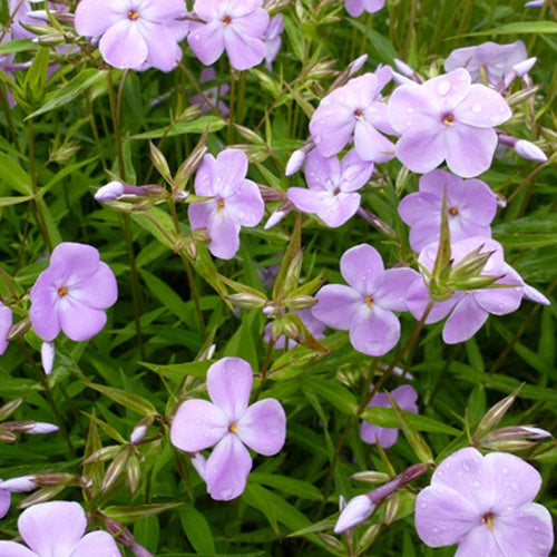 Phlox paniculé Forever Pink - Willemse