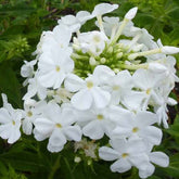 Phlox paniculé Fujiyama - Willemse