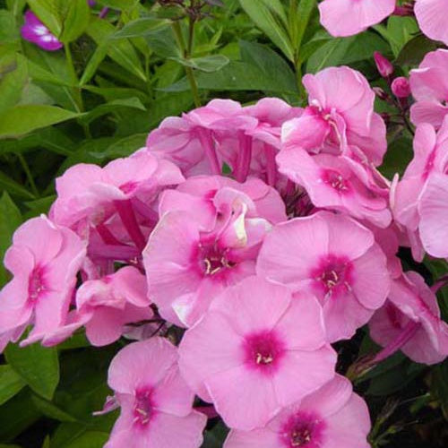 Phlox paniculé Herbstwalzer - Willemse