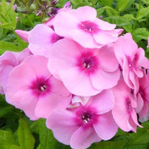 Phlox paniculé Jeff's Pink - Willemse