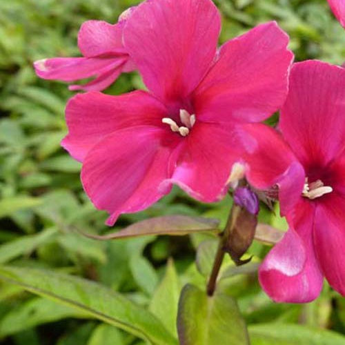 3 Phlox paniculé Neubert - Willemse