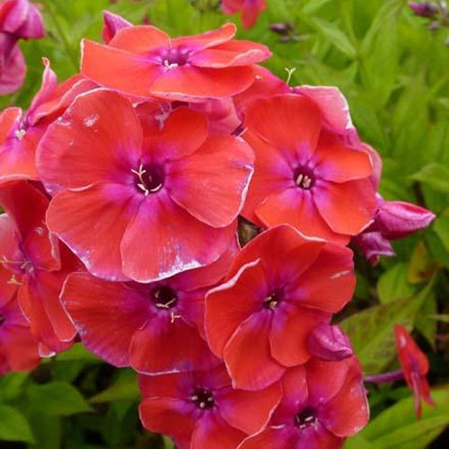 Phlox paniculé Red Flame - Willemse
