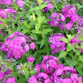 Phlox paniculé The King - Willemse
