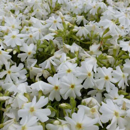 3 Phlox mousse Calvides White - Willemse