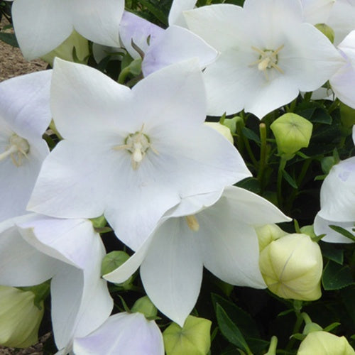 3 Platycodons à grandes fleurs Fuji White - Willemse