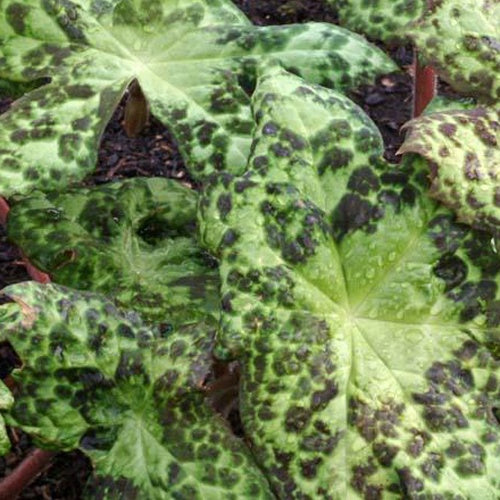 Pomme de mai Spotty Dotty - Willemse