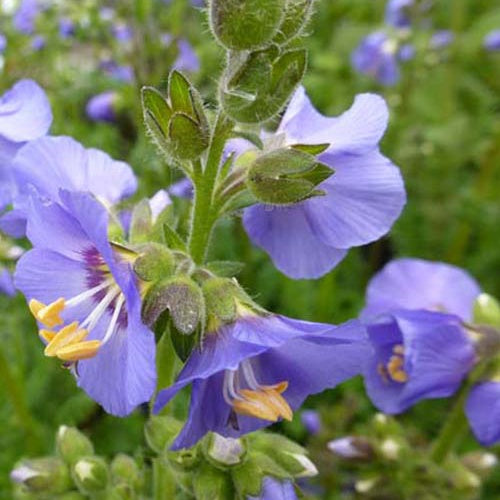 3 Valériane grecque - Willemse