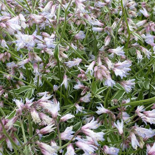 Valériane grecque Touch Of Class - Willemse