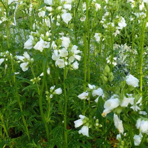 Valériane grecque Halfway to Paradise - Willemse