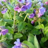 Pulmonaire Azurea - Willemse