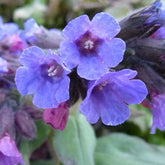 Pulmonaire officinale - Willemse