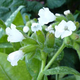 Pulmonaire officinale Sissinghurst White - Willemse