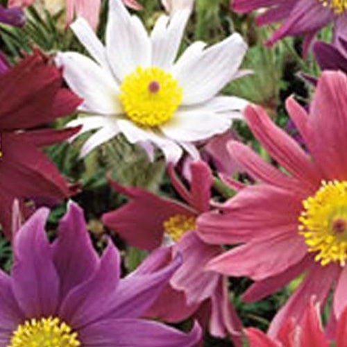 3 Anémones pulsatilles Papageno - Willemse