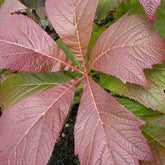 Rodgersia à feuilles pennées Rotlaub - Willemse