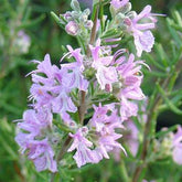 Romarin officinal Majorca Pink - Willemse