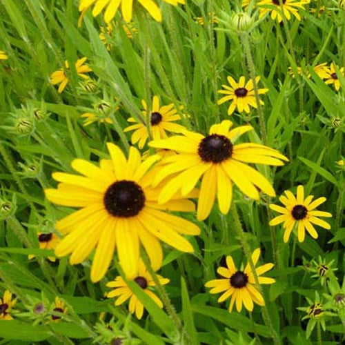 3 Rudbeckia speciosa - Willemse