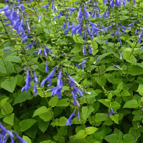 Sauge Blue Enigma - Salvia guaranitica blue enigma - Plantes