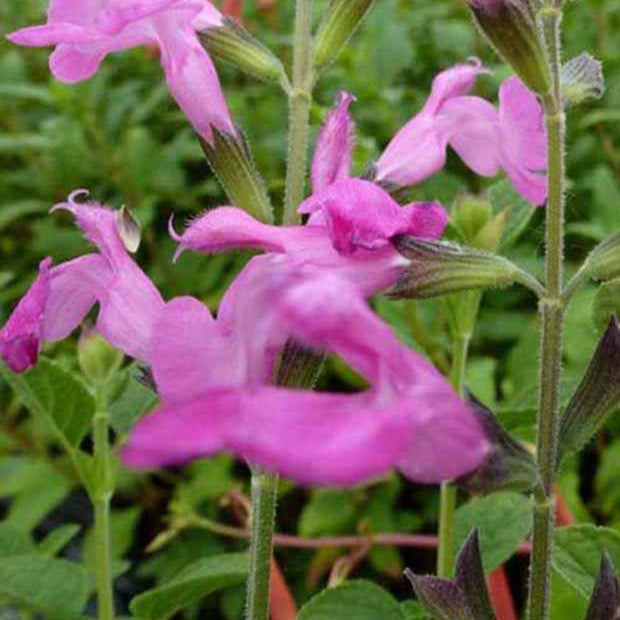 Sauge arbustive Pink Beauty - Salvia microphylla pink beauty - Plantes