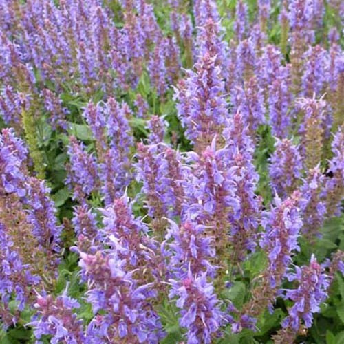 Sauge des bois Blauhügel - Salvia nemorosa blauhügel - Plantes