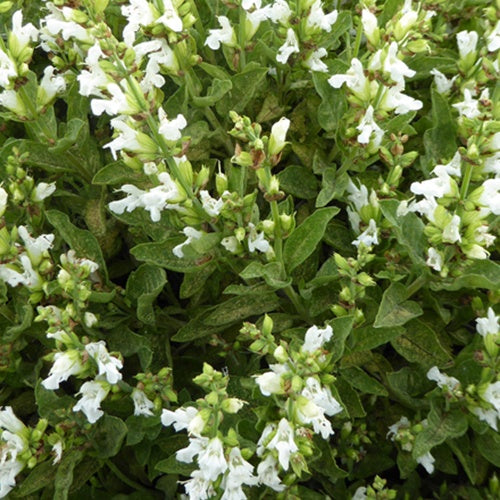 Sauge officinale à fleurs blanches - Salvia officinalis albiflora - Plantes