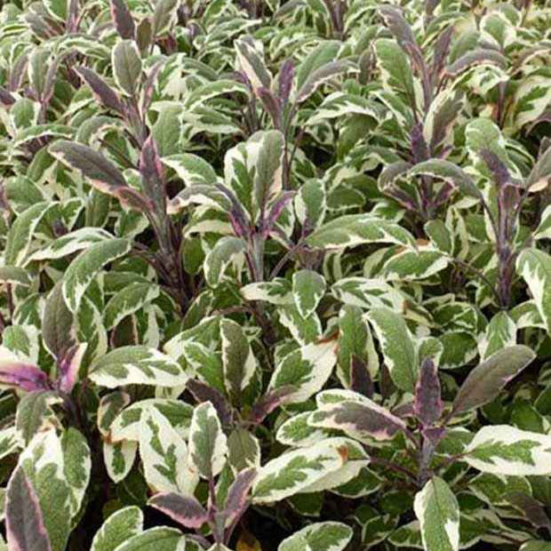Sauge officinale Tricolor - Salvia officinalis tricolor - Plantes