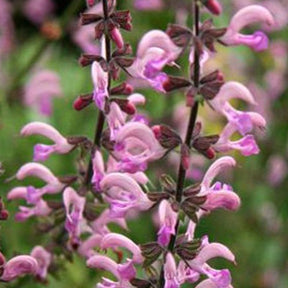 Salvia pratensis Rose Rhapsody (ballet series) - Sauge des prés Rose Rhapsody - Sauges